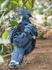 Full-length portrait of Victoria crowned pigeon or Goura victoria. Bluish-grey pigeon with blue lace-like crests, maroon breast and red irises.