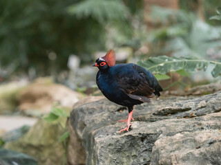 Full-length portrait of Crested partridge or Rollulus rouloul. Bird also known as roul-roul, red-crowned wood partridge, green wood quail.