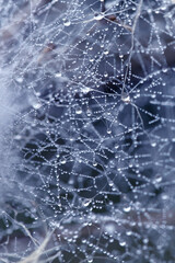 macro image of frost on ice. Little drops of water. Looks like spiderweb.