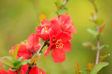 Obraz premium Flowers of Chaenomeles speciosa