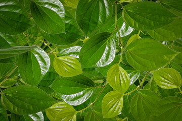 Green leaf background abstract of nature