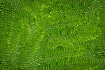 Green leaf background abstract of nature