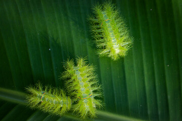 Green leaf background abstract of nature