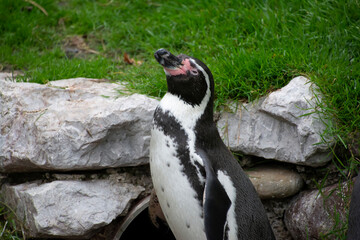 A closeup of a Humboldt Penguin.