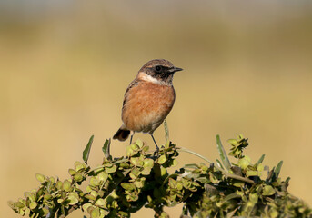 Male European stonechat (Saxicola rubicola), shot close-up on reeds and bush against a beautiful blurred background. Detailed photo of a bird in winter plumage