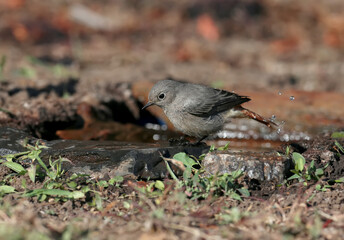 A very close-up shot of a black redstart female (Phoenicurus ochruros) in winter plumage on a branch and on the ground near the drinking bowl.