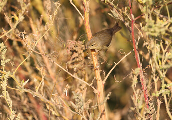 Morning common chiffchaff (Phylloscopus collybita) Close-up on bush branches in natural habitat in soft morning light. Bird in winter plumage