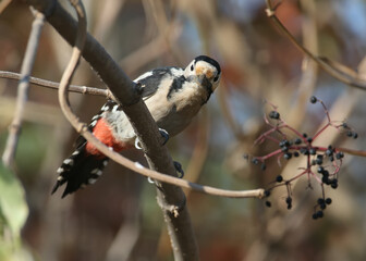 Curious Syrian Woodpecker peers into the photographer's camera. Close-up photo of a bird sitting on a branch in the soft light of the morning sun