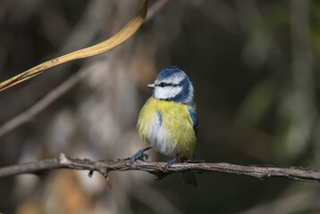 Fototapeta premium A close-up of an adult blue tit (Cyanistes caeruleus) in winter plumage sits on a branch against a beautiful blurred background.