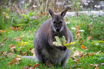 Red-necked wallaby holding a leaf.