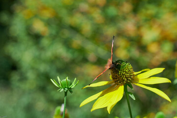 Kwitnąca dzika jeżówka przydrożna na niej kolorowy motyl. Bieszczady jesienią. Słoneczny dzień, tonacja spokojna. - obrazy, fototapety, plakaty