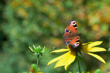 Kwitnąca dzika jeżówka przydrożna na niej kolorowy motyl. Bieszczady jesienią. Słoneczny...