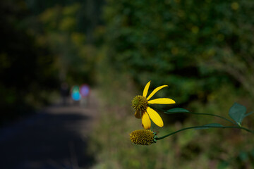 Kwitnąca dzika jeżówka przydrożna i w tle grupa turystów na szlaku. Bieszczady jesienią....