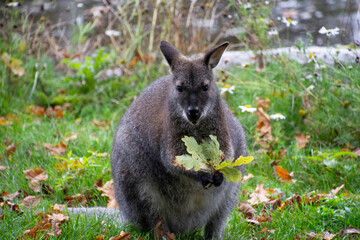 Naklejka premium A Red-necked wallaby holding a leaf.