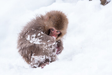 Little cute japanese snow monkey playing in the snow. Nagano Prefecture, Japan.
