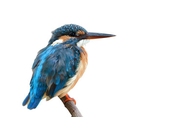 fat blue and brown bird with large bills calmly perching on wooden twig, common kingfisher isolated on white background