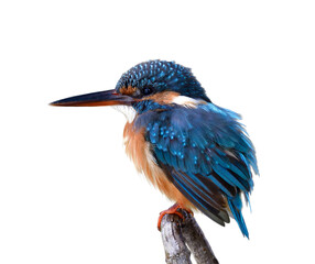 fluffy blue bird with orange chest red and black beaks perkly sitting on wooden twig in oval shape isolated on white background, common kingfisher