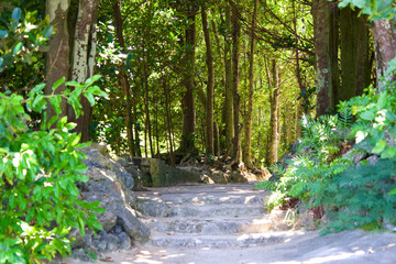 The entrance of Bise-Fukuchi tree road in Okinawa.