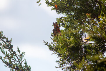 Point Pelee National Park