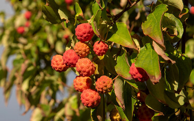 Hampshire, England, UK. 2021. Dogwood tree and ripe fruit ready for picking in an English country garden in late summer.