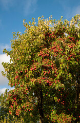 Hampshire, England, UK. 2021. Dogwood tree and ripe fruit ready for picking in an English country garden in late summer.