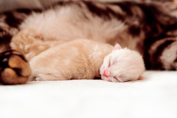 Fototapeta na wymiar Newborn kitten. Scottish purebred cat. A newborn kitten lies near the cat's mother.