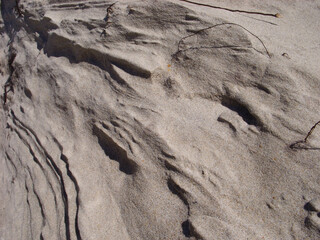 Dunes on the shores of the Baltic Sea