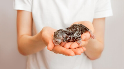 Newborn kitten. Scottish purebred cat. A newborn blind kitten lies in the hand.