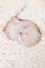Newborn kittens. Scottish purebred cat. White newborn blind kittens lies wrapped in cloth. Kittens hug.