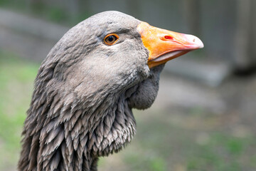 Close-up of Toulouse Goose in a Canadian farm