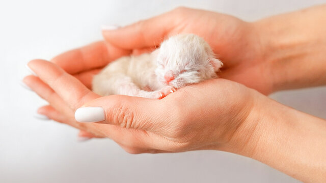 Newborn kitten. Scottish purebred cat. A newborn blind kitten lies in the hand.