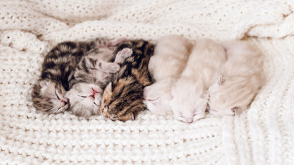 Newborn kittens. Scottish purebred cat. Newborn kittens lie on a white blanket in a row. Blind...
