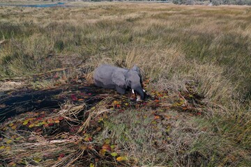 African Elephant feeding on water lily plant and grass near the village of Boro 2, Maun, Botswana, Afriva