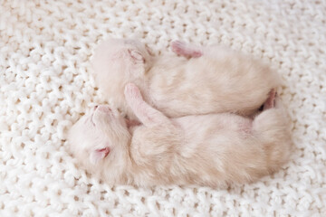 Newborn kittens. Scottish purebred cat. White newborn kittens lie on a white blanket. Blind newborn kittens are hugging.