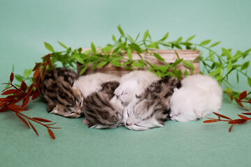 Newborn kittens. Scottish purebred cat.
