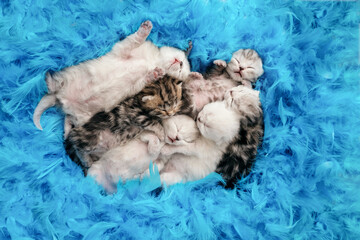Newborn kittens. Scottish purebred cat. Blind newborn kittens sleep in a heap among blue feathers. Kittens among the feathers.