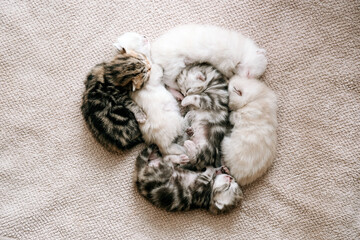 Newborn kittens. Scottish purebred cat. Little blind kittens sleep on a towel. Kittens in the first...