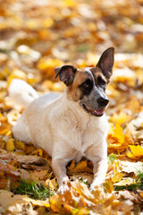 Light beige dog with a black muzzle lies on yellow leaves