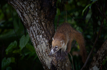 Coati of the Yucatan Peninsula
