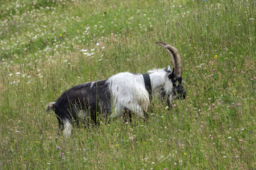 Corvara - August: a young mountain goat in Piz Boe'