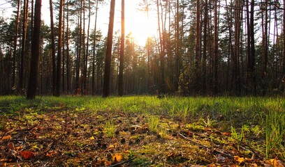 sunset in the forest