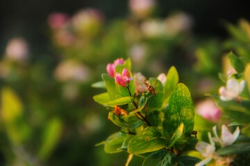 pink and white flowers