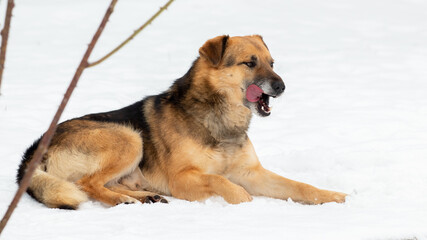 A large brown dog lies in the snow in winter