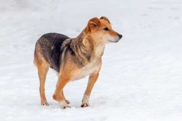 Small brown dog in the winter in the snow