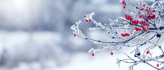 Viburnum bush with frost-covered red berries and branches. Winter Christmas background, panorama