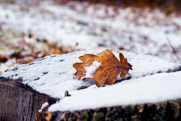 Snow-covered oak leaf on a snow-covered stump, winter view