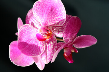Fototapeta na wymiar Blooming orchid on a dark background. Selective focus.