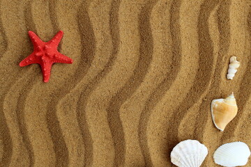Fototapeta na wymiar A starfish with seashells lies on the sand with a place for text.