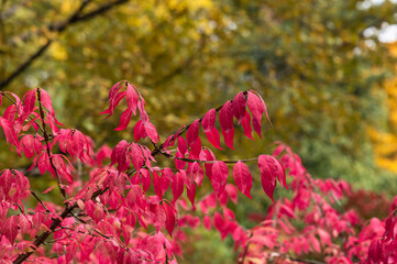 autumn background with red leaves on a cloudy day