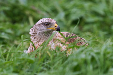 Red kite (Milvus milvus)